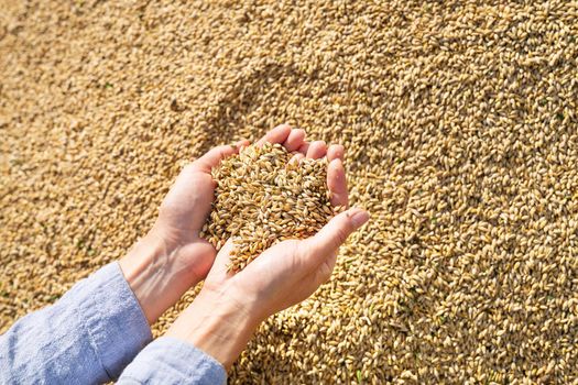 Woman farmer checks the quality of barley grain after harvest holding the grain in her palms. Agriculture, business, harvest