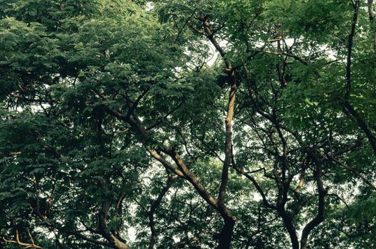 high angle shot of a large green tree on the background.