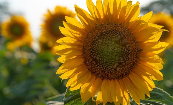 Beautiful sunflower garden. field of blooming sunflowers against the backdrop of sunset. The best kind of sunflower in bloom. Growing sunflowers to make oil