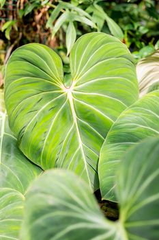 Abstract tropical green leaves pattern on white background, lush foliage