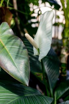 Close up of white flower Spathiphyllum or Spathiphyllum spp. Beautiful flower and green leaves in the garden.