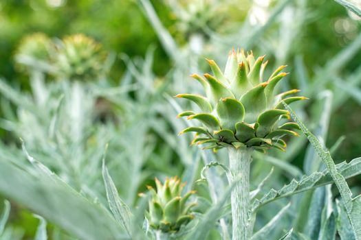 Fresh artichokes in garden, Vegetables for a healthy diet. Horticulture artichokes, close up shot of green artichokes growing in garden