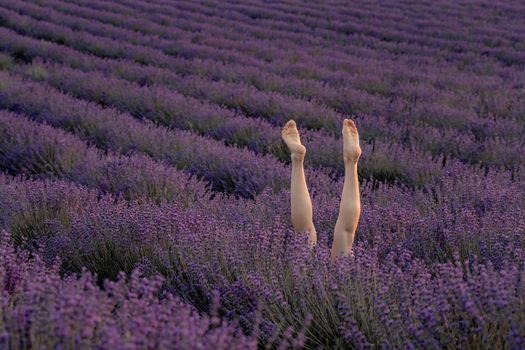 Selective focus. The girls legs stick out of the bushes, warm sunset light. Bushes of lavender purple in blossom, aromatic flowers at lavender fields