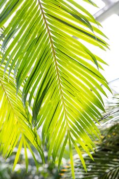 Sun over green palm leaves.Leaves of bright green coconut