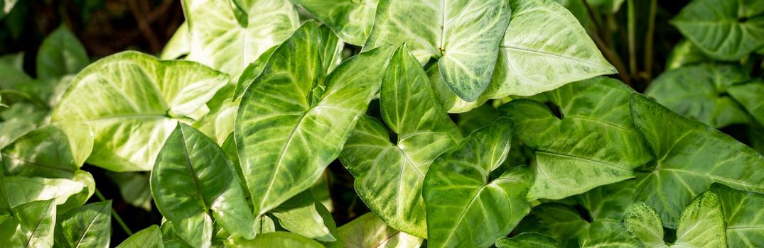 Syngonium green leaves natural background