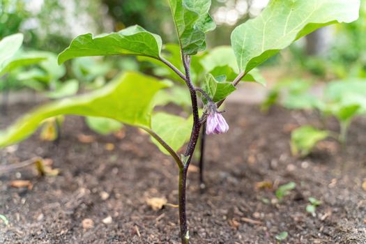 Purple Blossom of Eggplant. A lovely single tranluscent purple blossom hangs suspended from an eggplant in the spring garden