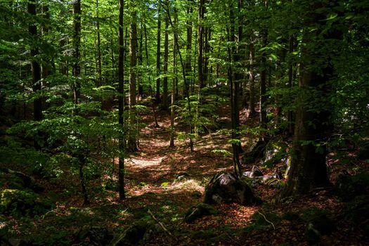 Beech in the Sovenia mountain near Lokve