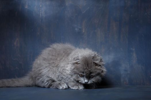 Gray little cat of breed Scottish fold plays on a gray background