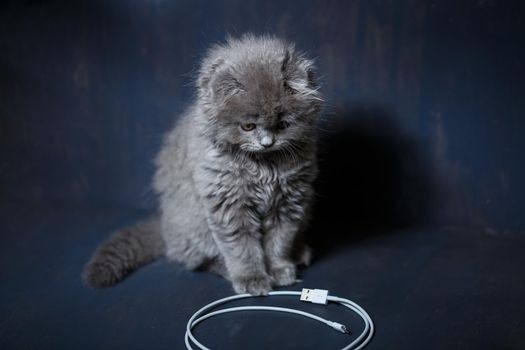 little british fold kitten plays with a cable to charge the phone
