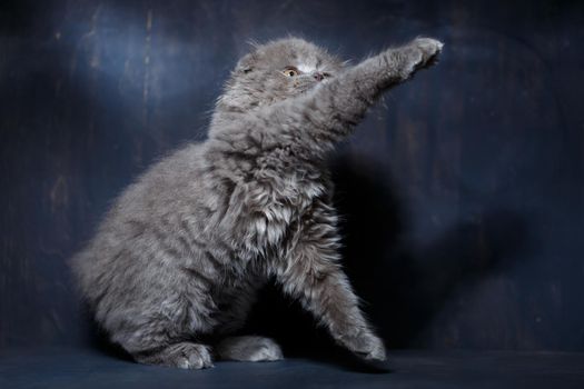 Gray little cat of breed Scottish fold plays on a gray background
