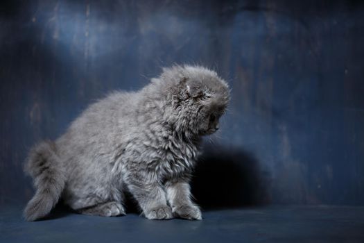 Gray little cat of breed Scottish fold plays on a gray background