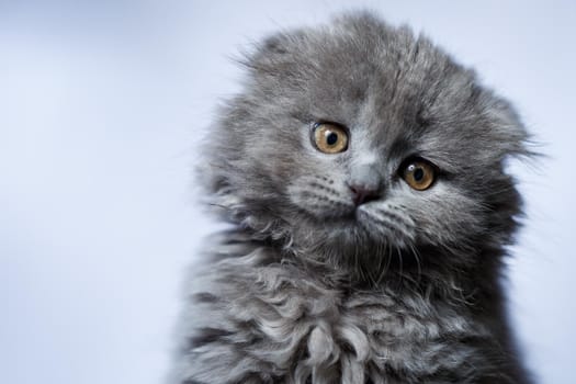 little british fold kitten with gray hair on white background