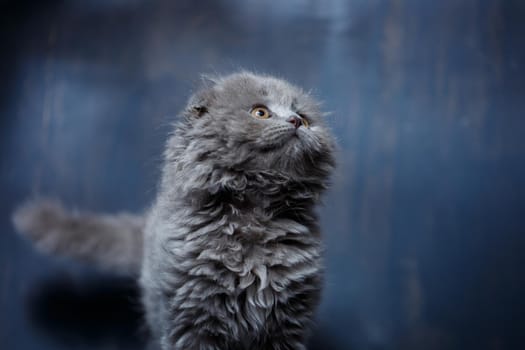 Gray little cat of breed Scottish fold plays on a gray background