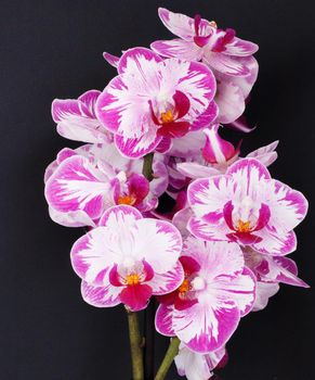 Orchid flower on a black background. Little fresh