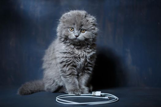 little british fold kitten plays with a cable to charge the phone