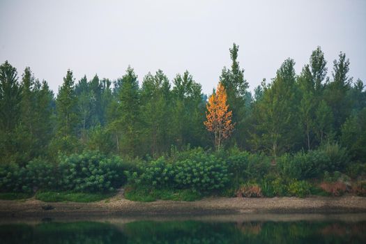 Dense forest with canopies of green trees and one colorful yellow canopie in autumn.