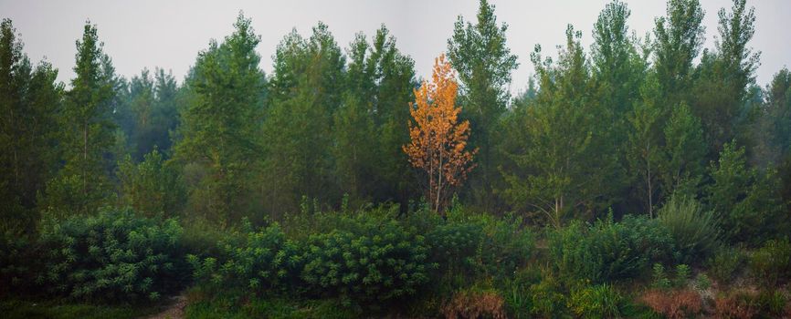 Dense forest with canopies of green trees and one colorful yellow canopie in autumn.