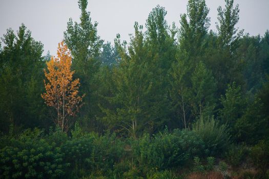 Dense forest with canopies of green trees and one colorful yellow canopie in autumn.