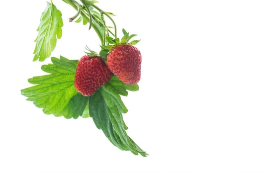 Ripe juicy red strawberry isolated on white background