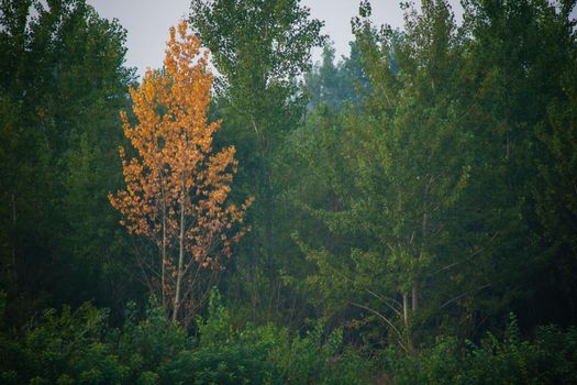 Dense forest with canopies of green trees and one colorful yellow canopie in autumn.