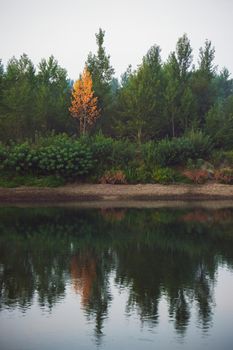 Dense forest with canopies of green trees and one colorful yellow canopie in autumn.