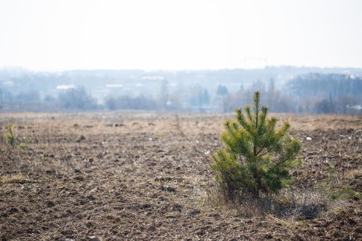single small green tree in the middle of the field
