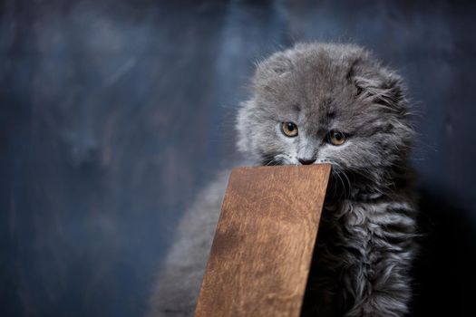 little british fold kitten nibbles on a wooden phone stand