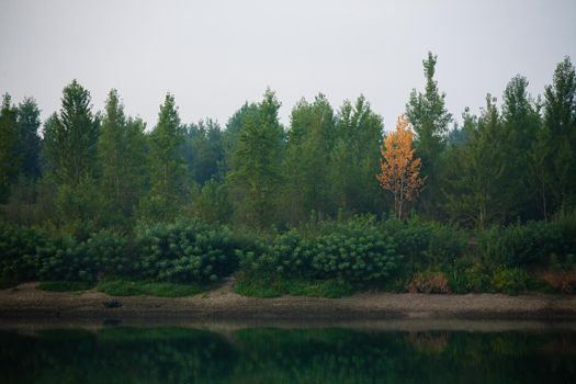 Dense forest with canopies of green trees and one colorful yellow canopie in autumn.