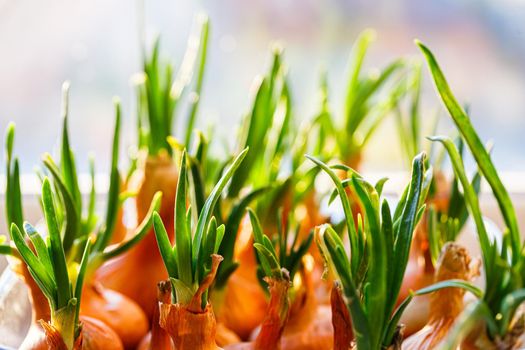 a garden of young onion on a window sill.Growing onions on the windowsill. Fresh green onions at home Indoor gardening growing spring onions in flower pot on window sill. Fresh sprouts of green onion