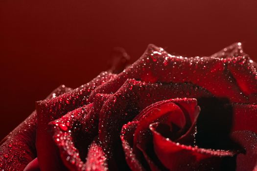 dark red rose with dew drops very close-up.