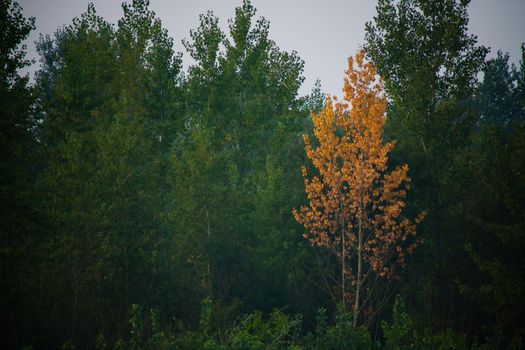 Dense forest with canopies of green trees and one colorful yellow canopie in autumn.