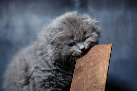 little british fold kitten nibbles on a wooden phone stand