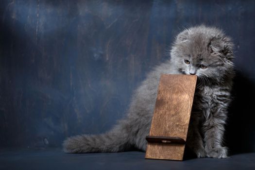 little british fold kitten nibbles on a wooden phone stand