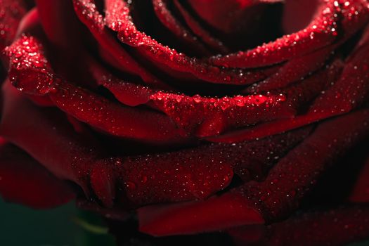 Blooming red rose bud in water drops close-up on a black background, use as background, wallpaper, greeting card