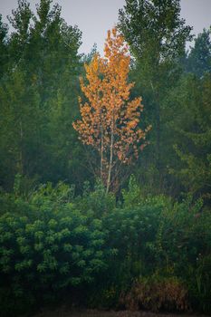 Dense forest with canopies of green trees and one colorful yellow canopie in autumn.