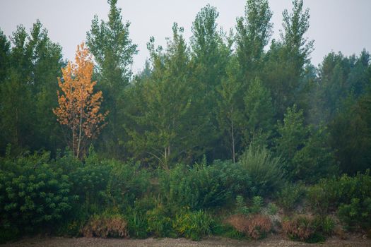 Dense forest with canopies of green trees and one colorful yellow canopie in autumn.