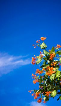 Flowers and nature in the morning Still bright This flower is Lonicera caprifolium, the sky is clear. High quality photo
