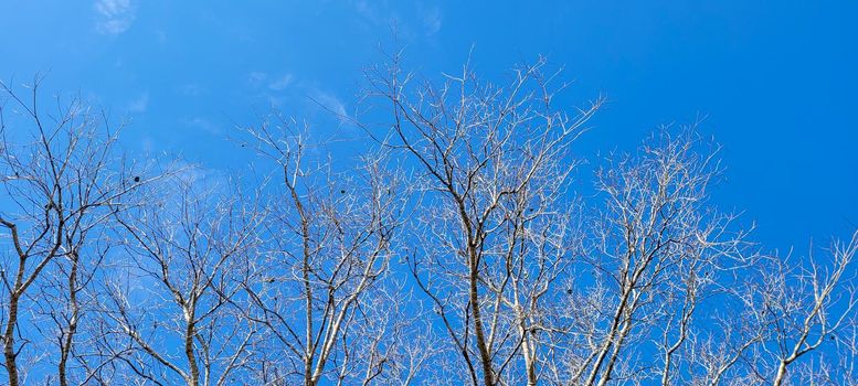 blue sky in park with dry trees in winter which can be used as background