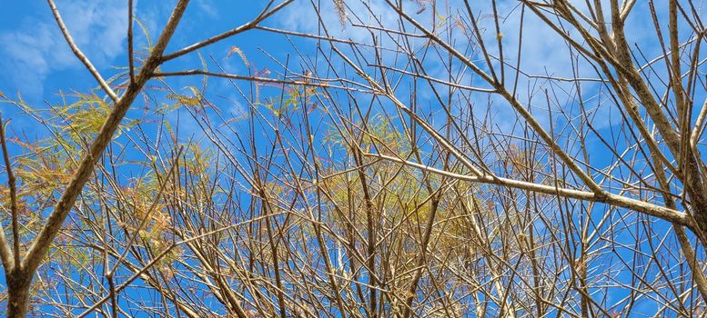 blue sky in park with dry trees in winter which can be used as background