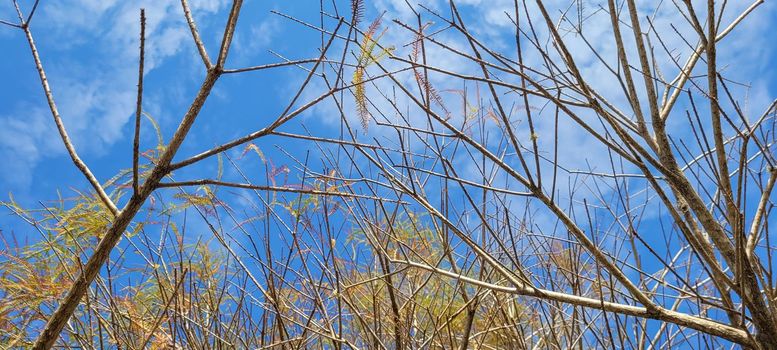 blue sky in park with dry trees in winter which can be used as background