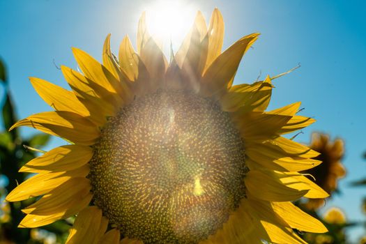 Half of a sunflower flower against a blue sky. The sun shines through the yellow petals. Agricultural cultivation of sunflower for cooking oil