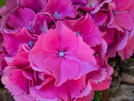 Purple Hydrangeas Hydrangea macrophylla. flower background