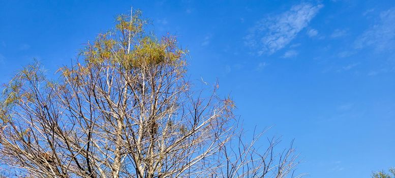 blue sky in park with dry trees in winter which can be used as background