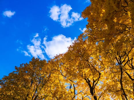 row of autumn vivid yellow maple trees on blue sky with white clouds background - full frame upward view from below and diagonal edge
