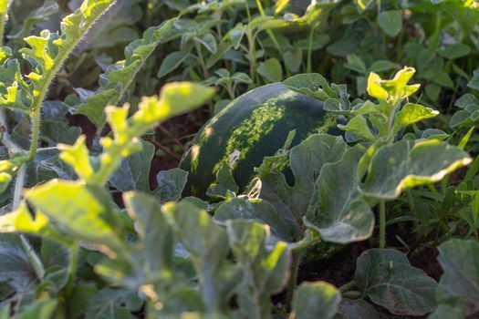 Watermelon grows on a green watermelon plantation in summer. Agricultural watermelon field