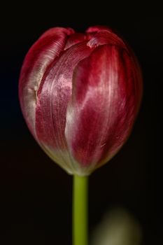 A single red tulip with closed flower against a dark background.
