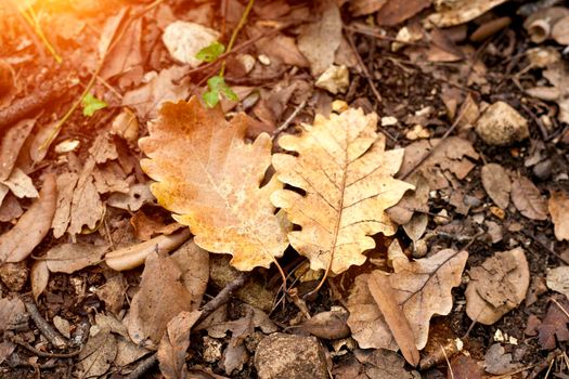 autumnal composition with two dry oak leaves