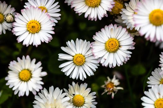 Bellis perennis flower. Daisy blooms in spring