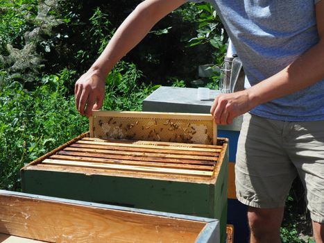 Beekeeper working with bees and beehives on the apiary. Beekeeping concept. Beekeeper harvesting honey Beekeeper on apiary.