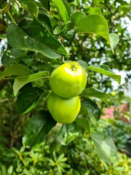 Green apples on a branch ready to be harvested with a selective focus